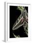 Hyles Lineata (White-Lined Sphinx, Hummingbird Moth)-Paul Starosta-Framed Premium Photographic Print