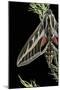 Hyles Lineata (White-Lined Sphinx, Hummingbird Moth)-Paul Starosta-Mounted Premium Photographic Print