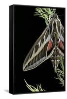 Hyles Lineata (White-Lined Sphinx, Hummingbird Moth)-Paul Starosta-Framed Stretched Canvas