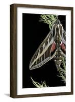 Hyles Lineata (White-Lined Sphinx, Hummingbird Moth)-Paul Starosta-Framed Photographic Print