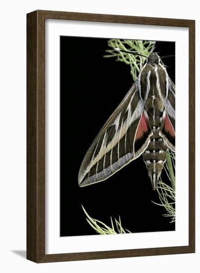 Hyles Lineata (White-Lined Sphinx, Hummingbird Moth)-Paul Starosta-Framed Photographic Print