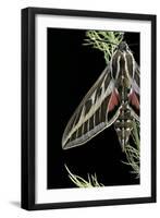 Hyles Lineata (White-Lined Sphinx, Hummingbird Moth)-Paul Starosta-Framed Photographic Print