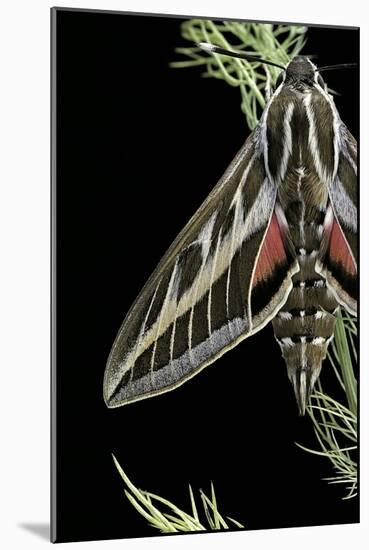 Hyles Lineata (White-Lined Sphinx, Hummingbird Moth)-Paul Starosta-Mounted Photographic Print