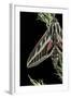 Hyles Lineata (White-Lined Sphinx, Hummingbird Moth)-Paul Starosta-Framed Photographic Print