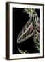 Hyles Lineata (White-Lined Sphinx, Hummingbird Moth)-Paul Starosta-Framed Photographic Print