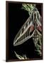 Hyles Lineata (White-Lined Sphinx, Hummingbird Moth)-Paul Starosta-Framed Photographic Print