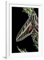 Hyles Lineata (White-Lined Sphinx, Hummingbird Moth)-Paul Starosta-Framed Photographic Print