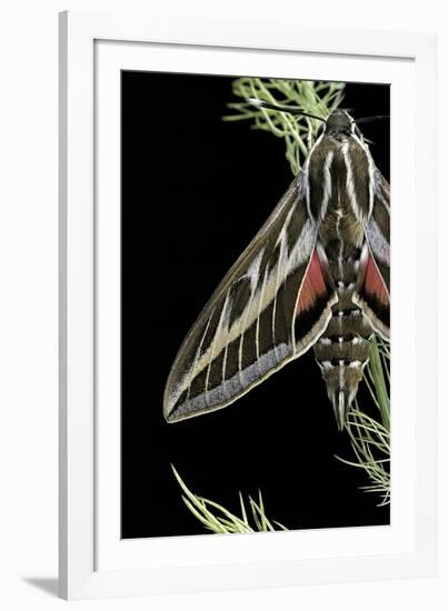 Hyles Lineata (White-Lined Sphinx, Hummingbird Moth)-Paul Starosta-Framed Photographic Print