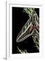 Hyles Lineata (White-Lined Sphinx, Hummingbird Moth)-Paul Starosta-Framed Photographic Print