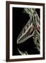 Hyles Lineata (White-Lined Sphinx, Hummingbird Moth)-Paul Starosta-Framed Photographic Print