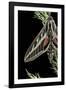 Hyles Lineata (White-Lined Sphinx, Hummingbird Moth)-Paul Starosta-Framed Photographic Print