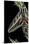 Hyles Lineata (White-Lined Sphinx, Hummingbird Moth)-Paul Starosta-Mounted Photographic Print
