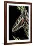 Hyles Lineata (White-Lined Sphinx, Hummingbird Moth)-Paul Starosta-Framed Photographic Print