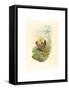 Hylocharis Lactea (Sapphire-Breasted Emerald)-Richter & Gould-Framed Stretched Canvas