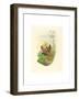 Hylocharis Lactea (Sapphire-Breasted Emerald)-Richter & Gould-Framed Giclee Print