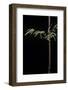 Hymalayocalamus Sp. (Bamboo)-Paul Starosta-Framed Photographic Print