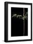 Hymalayocalamus Sp. (Bamboo)-Paul Starosta-Framed Photographic Print