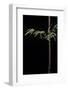 Hymalayocalamus Sp. (Bamboo)-Paul Starosta-Framed Photographic Print