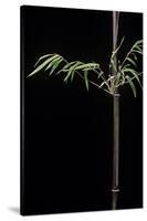 Hymalayocalamus Sp. (Bamboo)-Paul Starosta-Stretched Canvas