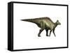 Hypacrosaurus Dinosaur-null-Framed Stretched Canvas