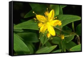 Hypericum Hircinum.-Bob Gibbons-Framed Stretched Canvas