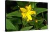 Hypericum Hircinum.-Bob Gibbons-Stretched Canvas