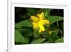 Hypericum Hircinum.-Bob Gibbons-Framed Photographic Print