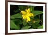 Hypericum Hircinum.-Bob Gibbons-Framed Photographic Print