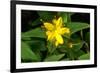 Hypericum Hircinum.-Bob Gibbons-Framed Photographic Print