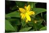 Hypericum Hircinum.-Bob Gibbons-Mounted Photographic Print