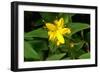 Hypericum Hircinum.-Bob Gibbons-Framed Photographic Print