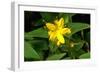 Hypericum Hircinum.-Bob Gibbons-Framed Photographic Print