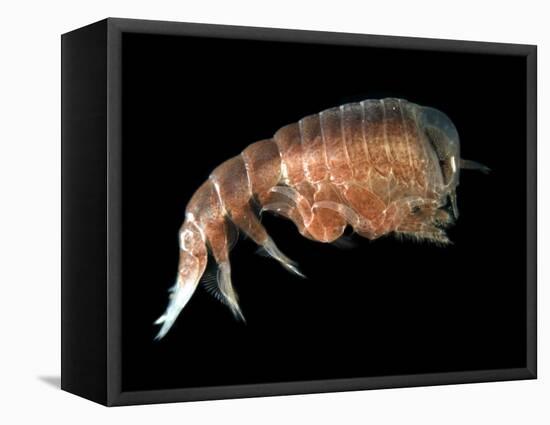 Hyperiid Amphipod from Korsfjorden, Norway, Caught at Around 350M, Deep Sea Atlantic Ocean-David Shale-Framed Stretched Canvas