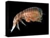 Hyperiid Amphipod from Korsfjorden, Norway, Caught at Around 350M, Deep Sea Atlantic Ocean-David Shale-Stretched Canvas