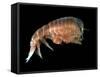 Hyperiid Amphipod from Korsfjorden, Norway, Caught at Around 350M, Deep Sea Atlantic Ocean-David Shale-Framed Stretched Canvas