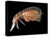 Hyperiid Amphipod from Korsfjorden, Norway, Caught at Around 350M, Deep Sea Atlantic Ocean-David Shale-Stretched Canvas