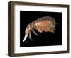 Hyperiid Amphipod from Korsfjorden, Norway, Caught at Around 350M, Deep Sea Atlantic Ocean-David Shale-Framed Premium Photographic Print