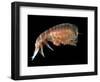 Hyperiid Amphipod from Korsfjorden, Norway, Caught at Around 350M, Deep Sea Atlantic Ocean-David Shale-Framed Premium Photographic Print