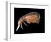 Hyperiid Amphipod from Korsfjorden, Norway, Caught at Around 350M, Deep Sea Atlantic Ocean-David Shale-Framed Premium Photographic Print