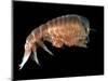 Hyperiid Amphipod from Korsfjorden, Norway, Caught at Around 350M, Deep Sea Atlantic Ocean-David Shale-Mounted Premium Photographic Print