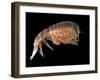 Hyperiid Amphipod from Korsfjorden, Norway, Caught at Around 350M, Deep Sea Atlantic Ocean-David Shale-Framed Premium Photographic Print