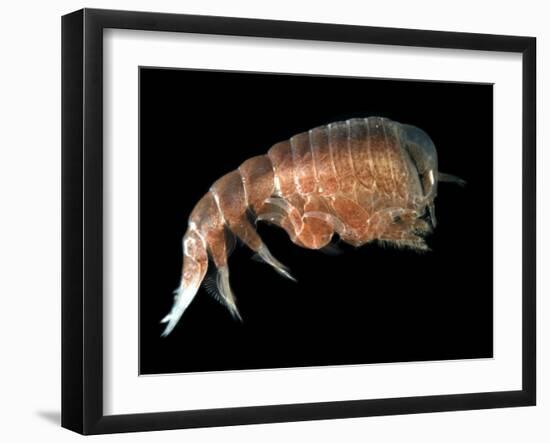 Hyperiid Amphipod from Korsfjorden, Norway, Caught at Around 350M, Deep Sea Atlantic Ocean-David Shale-Framed Premium Photographic Print