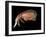 Hyperiid Amphipod from Korsfjorden, Norway, Caught at Around 350M, Deep Sea Atlantic Ocean-David Shale-Framed Premium Photographic Print