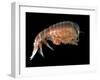 Hyperiid Amphipod from Korsfjorden, Norway, Caught at Around 350M, Deep Sea Atlantic Ocean-David Shale-Framed Premium Photographic Print