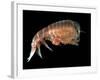 Hyperiid Amphipod from Korsfjorden, Norway, Caught at Around 350M, Deep Sea Atlantic Ocean-David Shale-Framed Photographic Print