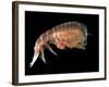 Hyperiid Amphipod from Korsfjorden, Norway, Caught at Around 350M, Deep Sea Atlantic Ocean-David Shale-Framed Photographic Print