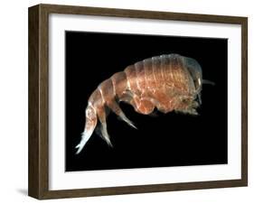 Hyperiid Amphipod from Korsfjorden, Norway, Caught at Around 350M, Deep Sea Atlantic Ocean-David Shale-Framed Photographic Print