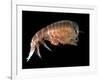 Hyperiid Amphipod from Korsfjorden, Norway, Caught at Around 350M, Deep Sea Atlantic Ocean-David Shale-Framed Photographic Print