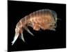 Hyperiid Amphipod from Korsfjorden, Norway, Caught at Around 350M, Deep Sea Atlantic Ocean-David Shale-Mounted Photographic Print