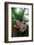 Hyperolius Argus (Argus Reed Frog)-Paul Starosta-Framed Photographic Print